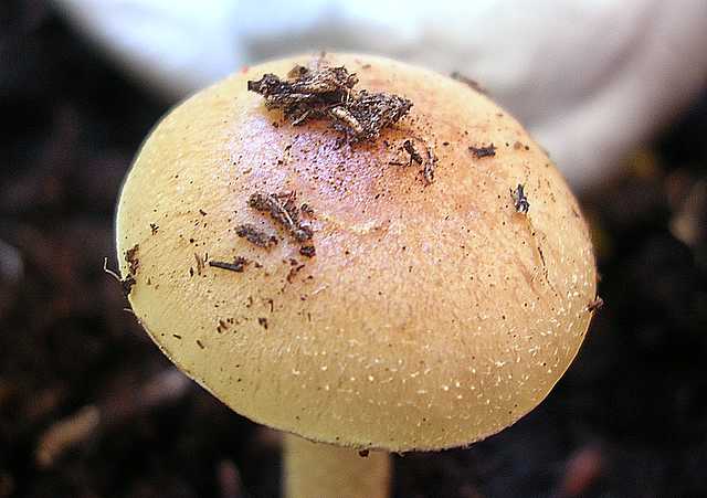 Pholiota spec. (cfr. Pholiota mixta)